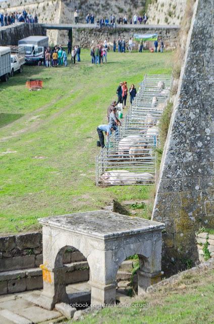 concurso nacional pecuario