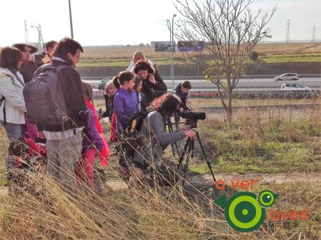 A pesar del abandono y del terreno “robado” por coches y carreteras, el parque Manolito Gafotas permiten disfrutar con la observación de pitos reales y cernícalos vulgares
