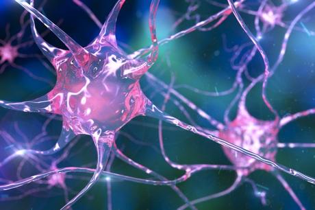 Revelan el mecanismo que incorpora las neuronas nuevas a la corteza cerebral