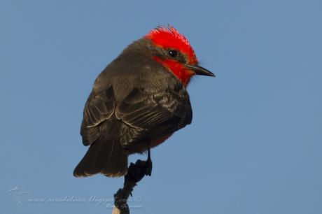 Churrinche (Vermillion Flycatcher) Pyrocephalus rubinus