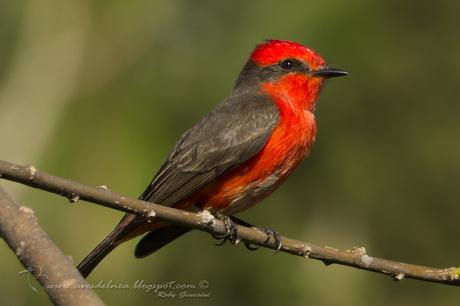 Churrinche (Vermillion Flycatcher) Pyrocephalus rubinus