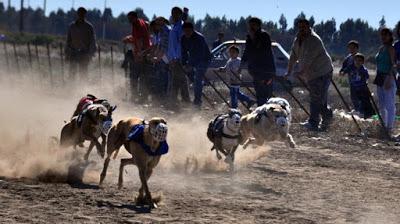Aprobaron la ley que prohíbe las carreras de galgos