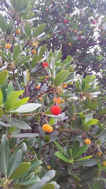 Otro chute de energía con una excursión por Mallorca. Ruta Cala Torta - Aubarca