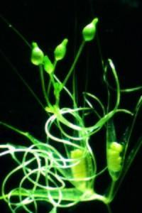 Ruta por los Humedales de la Mancha Toledana (I)