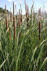 Ruta por los Humedales de la Mancha Toledana (I)