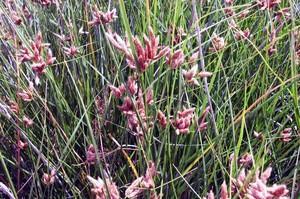 Ruta por los Humedales de la Mancha Toledana (I)