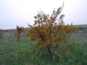 Ruta por los Humedales de la Mancha Toledana (I)