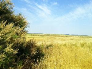 Ruta por los Humedales de la Mancha Toledana (I)