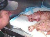 ¡Reacción perro cuando hombre rescató regresa para adoptarlo!