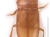 Dytiscidae Estados Unidos