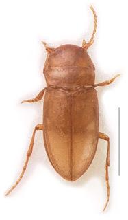 Dytiscidae de Estados Unidos
