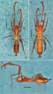 Esquimózido nuevo de cuevas de Brasil