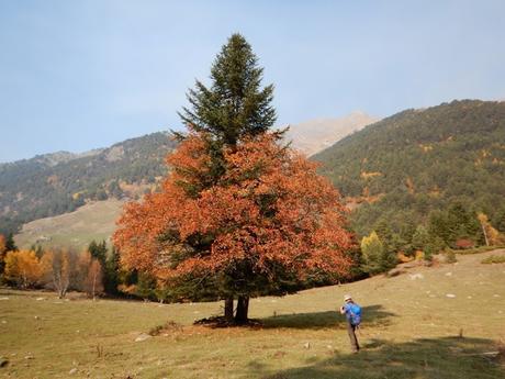 Ruta a los Prats de Clavera y al Bosc de Bonabé desde la Borda de Perosa