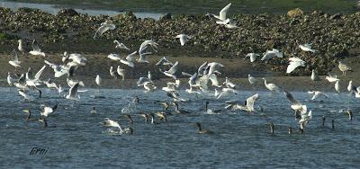 VEN A LA FIESTA DE LOS CORMORANES