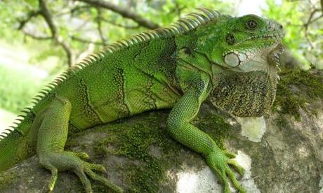 La iguana verde: principales cuidados