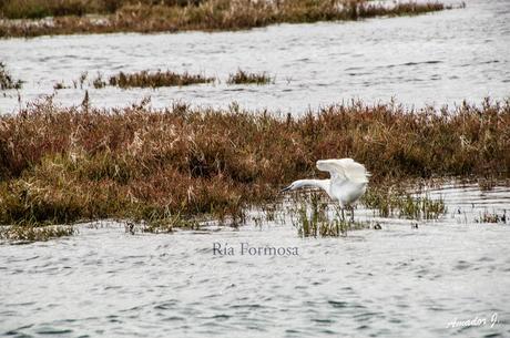 OHLAO (ALGARVE PORTUGUÉS): ILHA DA CULATRA