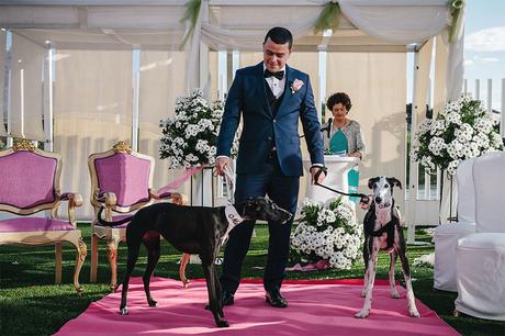 espera-novios-galgos-fotografia-diferente-zaragoza