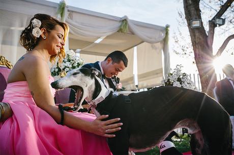 bostezo-galgo-ceremonia-boda-fotografia-diferente-zaragoza