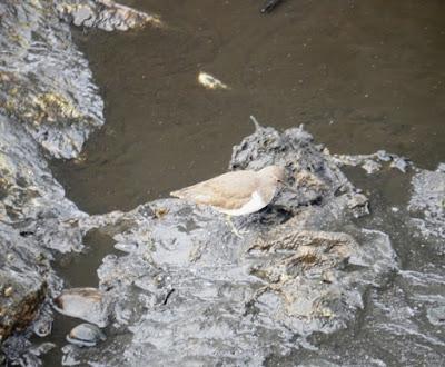 El declive del generalista