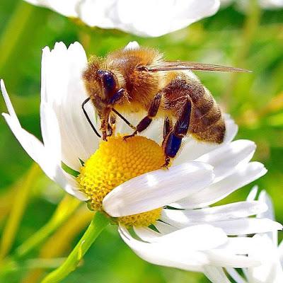 BELLAS IMÁGENES DE ABEJAS TRABAJANDO - BEAUTIFUL IMAGES OF BEES WORKING