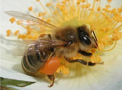 BELLAS IMÁGENES DE ABEJAS TRABAJANDO - BEAUTIFUL IMAGES OF BEES WORKING