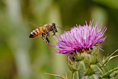 BELLAS IMÁGENES DE ABEJAS TRABAJANDO - BEAUTIFUL IMAGES OF BEES WORKING