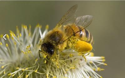 BELLAS IMÁGENES DE ABEJAS TRABAJANDO - BEAUTIFUL IMAGES OF BEES WORKING