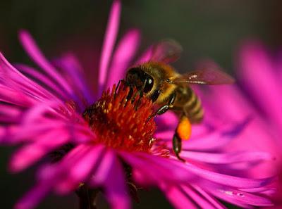 BELLAS IMÁGENES DE ABEJAS TRABAJANDO - BEAUTIFUL IMAGES OF BEES WORKING