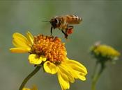Bellas imágenes abejas trabajando beautiful images bees working