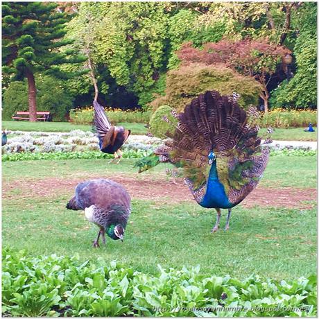 Los pavos reales del parque en plena danza de cortejo