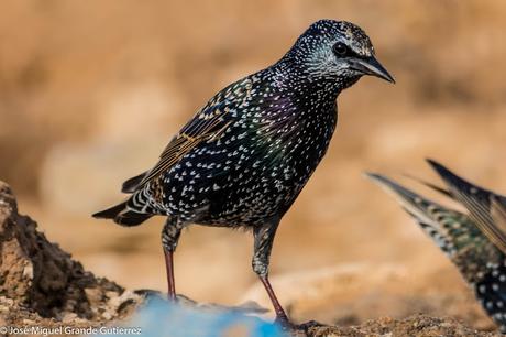 Estornino pinto (Sturnus vulgaris)-Common starling