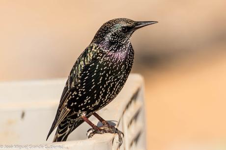 Estornino pinto (Sturnus vulgaris)-Common starling
