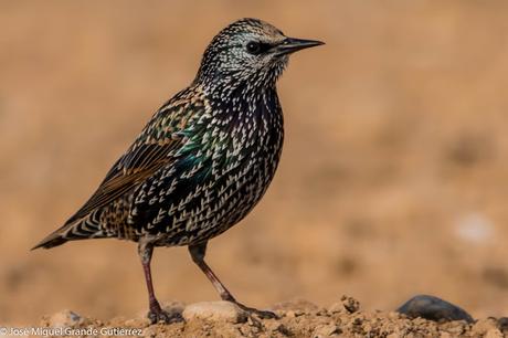 Estornino pinto (Sturnus vulgaris)-Common starling