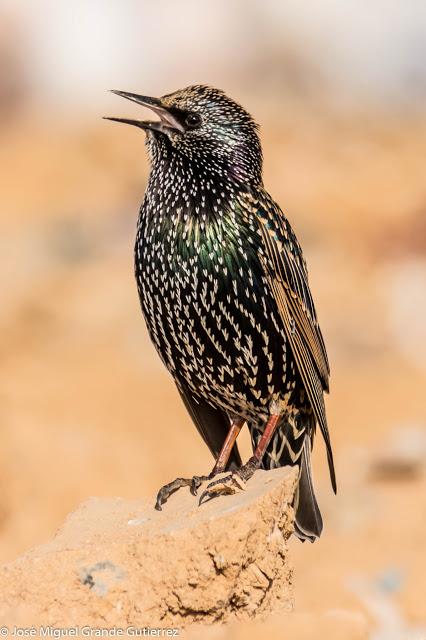 Estornino pinto (Sturnus vulgaris)-Common starling