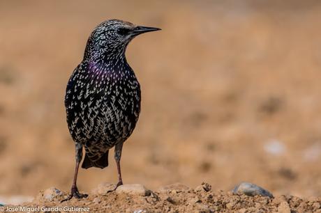 Estornino pinto (Sturnus vulgaris)-Common starling