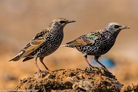 Estornino pinto (Sturnus vulgaris)-Common starling