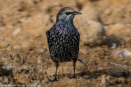 Estornino pinto (Sturnus vulgaris)-Common starling