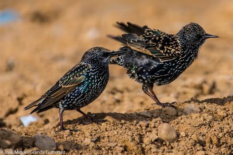 Estornino pinto (Sturnus vulgaris)-Common starling