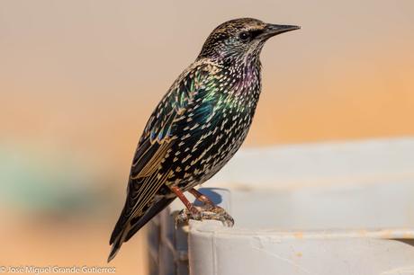 Estornino pinto (Sturnus vulgaris)-Common starling