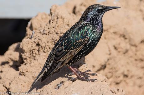 Estornino pinto (Sturnus vulgaris)-Common starling