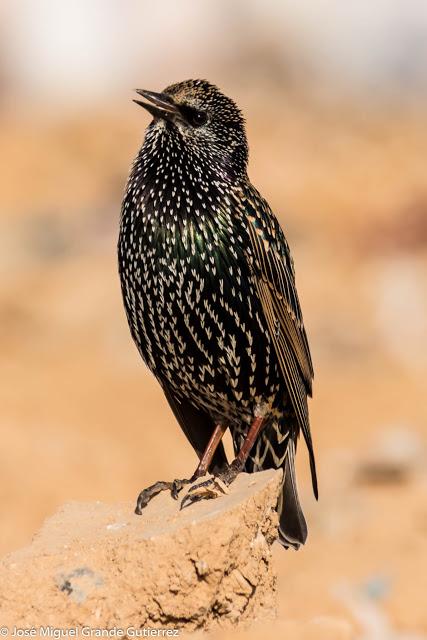 Estornino pinto (Sturnus vulgaris)-Common starling