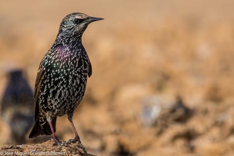 Estornino pinto (Sturnus vulgaris)-Common starling