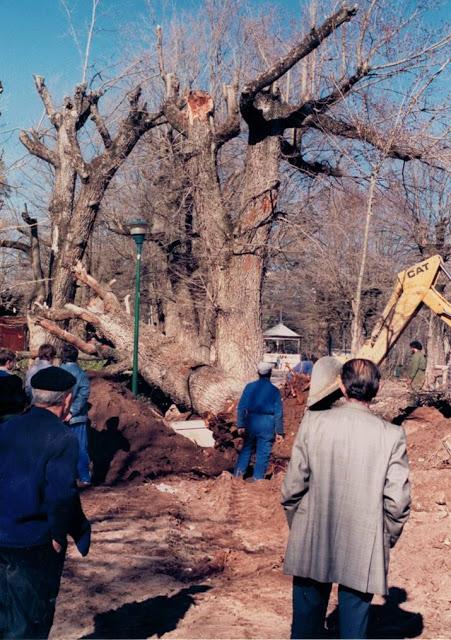 Un Olmo, Mil Historias