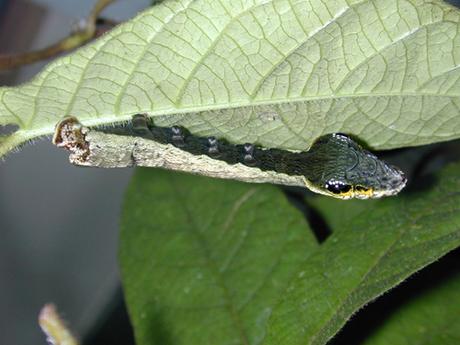 Robo de identidad (Hemeroplanes triptolemus).