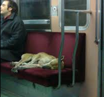 Mascotas con pasajes gratis en el subte