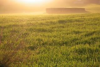 ESPLENDOR EN NUESTRA HIERBA...