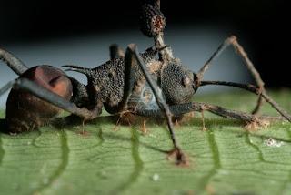 Hormigas zombi y otras adorables criaturas