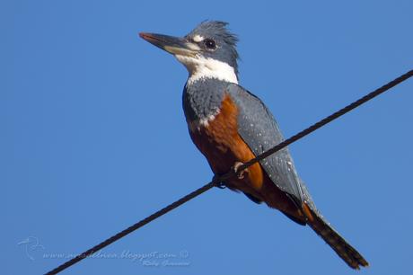 Martín pescador grande (Ringed Kingfisher) Megaceryle torquata