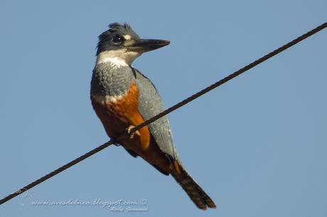 Martín pescador grande (Ringed Kingfisher) Megaceryle torquata