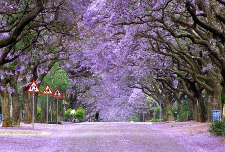 espectaculares árboles